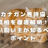 「カナガン悪評猫」の真相を徹底解明！賢い飼い主が知るべきポイント