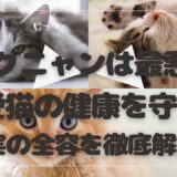 モグニャンは最悪？愛猫の健康を守る真実の全容を徹底解説！