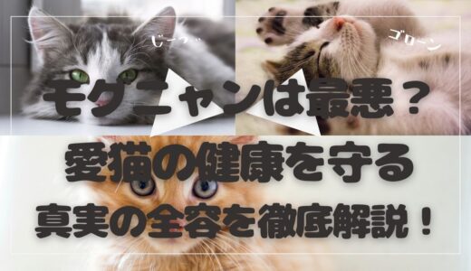 モグニャンは最悪？愛猫の健康を守る真実の全容を徹底解説！